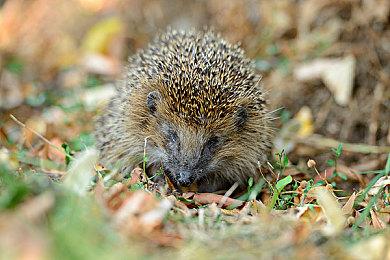 Bungie新作取消开发将继续支持《命运2》